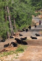 Goats, Turkey