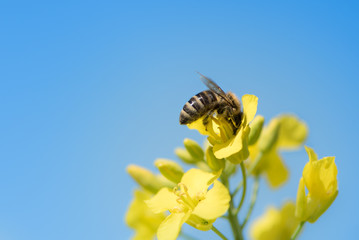 Bee collects honey from the blue sky - rape blossom in spring