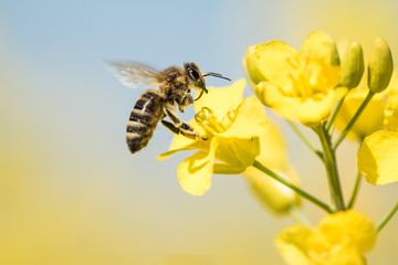Bee collects honey - rape blossom in spring