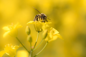 Bee collects honey - rape blossom in spring