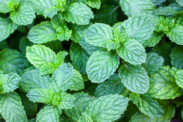 Green fresh mint background