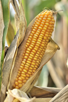 close on ripe ear of maize in a field 