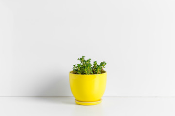 A single succulent plant potted