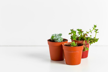 Fototapeta na wymiar Small succulent plants in pots in home interior