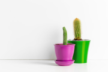 Small succulent plants in pots in home interior