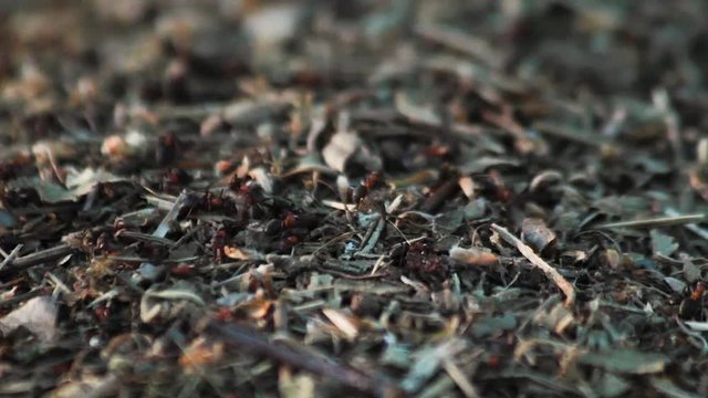 Detalle de Hormiguero de  hormigas rojas en tronco de &aacute;rbol