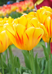 Fototapeta premium Tulip 