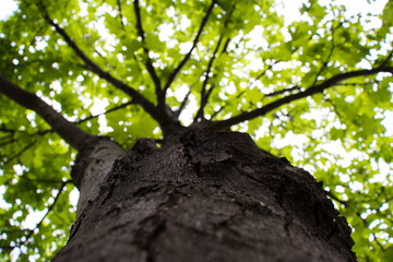 tree trunk from below