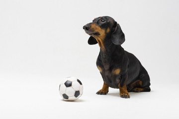dog of breed of dachshund, black and tan, with white black football ball isolated on gray background - Powered by Adobe