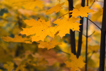 Autumn leaves on nature in autumn day with blurred background.