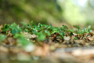 Beech