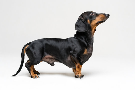 A manipulated image of a very short Dachshund dog (puppy), black and tan on isolated on gray background
