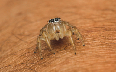 Salticidae