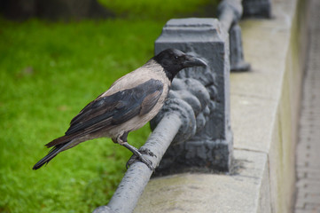 Crow in the city