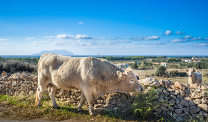 Taurus in the street, Favignana island, Egades island, Sicily, Italy