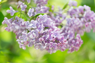 Branch of lilac flowers with green leaves