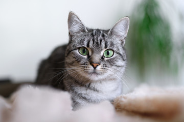 Beautiful American Shorthair cat with green eyes. Part1.
