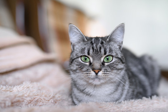 Beautiful American Shorthair cat with green eyes. Part2.
