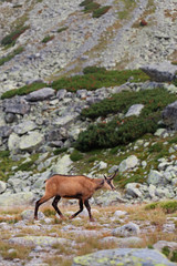 Tatra chamois in Hight Tatras