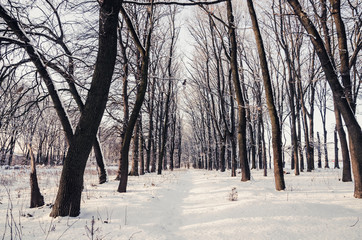 Winter Landscape with Snowy Forest