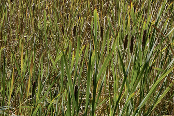 Obraz premium Urban wetlands in Edmonds, Washington