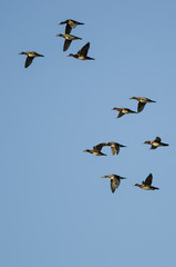 Flock of Wood Ducks Flying in a Blue Sky