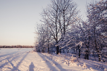 Obraz premium Winter Landscape with Snowy Forest