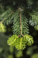 Detail of fir branch