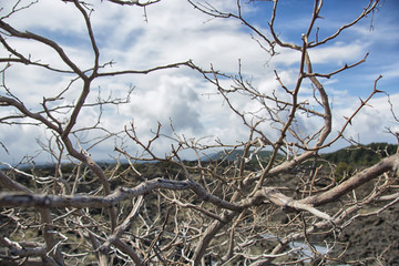 Deadwood with lava stone and sky background