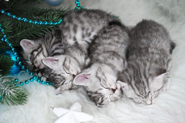 Naklejka na ściany i meble Kittens sleep under the tree. Christmas and New Year sleeping kittens
