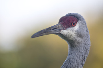 Portrait of sandhill crane bird