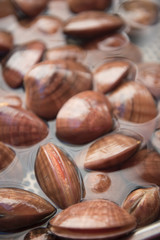Fasolari cockles