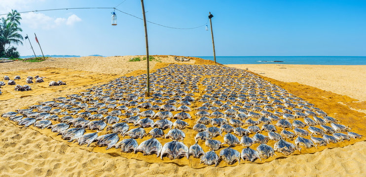 Panorama of Bentota beach with drying fish