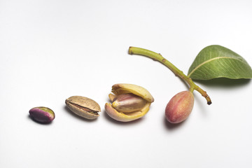 Just picked pistachio with husk sprig and leaf from Bronte Sicily on white background - obrazy, fototapety, plakaty