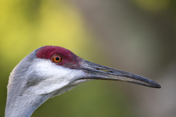 Portrait of sandhill crane bird