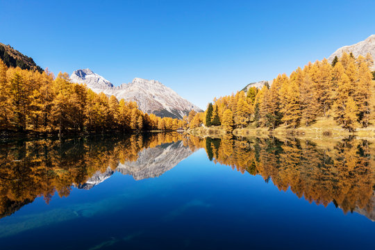 Stunning view of the Palpuogna lake near Albula pass with golden trees in autumn, Canton of Grisons, Switzerland © Fredy Thürig