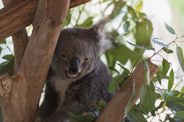Obraz premium Koala