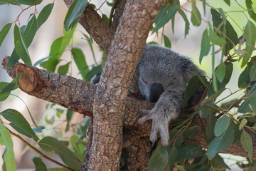 Obraz premium Schlafender Koala