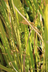 稲の茎にとまっているイナゴ(宮城県)