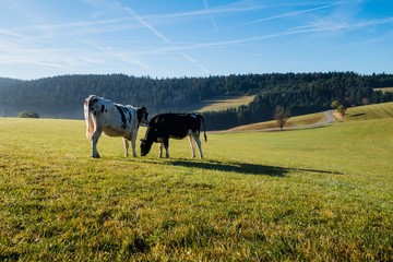 Schwarzwälder Kühe