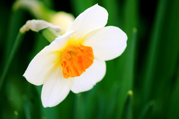 Colors of the nature