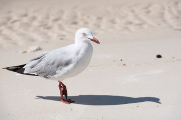 Möve am Strand