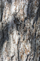 Pine Bark