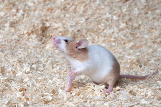 Farbmaus als typisches Heimtier auf Kleintierstreu schn&uuml;ffelt