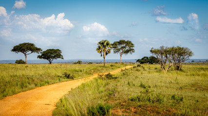 A dirt road through beautiful Savannah trees in the Murchison Falls national park nearby lake Albert. Oil drilling will be happening nearby this road. - obrazy, fototapety, plakaty