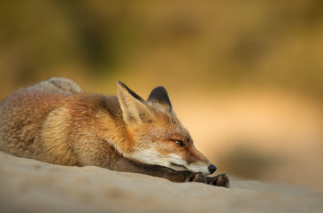 Cute little red fox is resting laying on sand