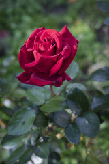 red rose on green