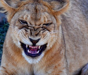 Obraz premium Lion Serengeti 2