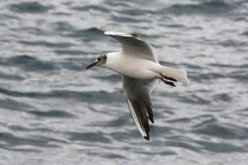 seagull in flight with sea background