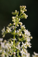 Wiesen-Labkraut (Galium mollugo agg.) mit Blüten